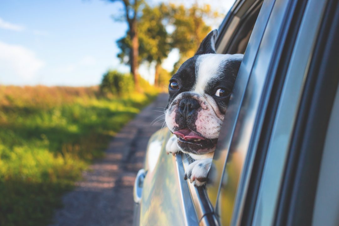 Ветеринар показала, что чувствуют собаки в запертом авто
