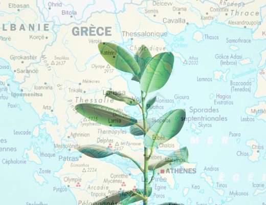 Все о растениях — через Древнюю Грецию в современность